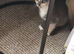Blue tortoiseshell female kitten