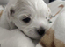 Maltese
