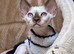Beautiful Devon Rex Girl – Ready for Her Forever Home