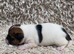 Jack Russell puppies