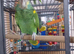 Amazon (barbadensis) and cage