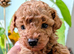 Stunning K.C Registered Red Toy Poodle Puppies