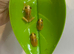 Baby red eye tree frogs