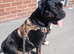 Female Cane Corso x Mastiff