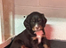 2 lovely male cocker spaniels