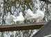 Fantail Pigeon