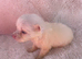 Tea cup chihuahua
