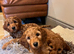 Gorgeous F1b miniature Irishdoodles