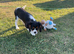 Gorgeous Cav Puppies