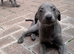 Blue kennel club registered whippet pups