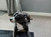 Staffy looking for a good home