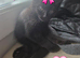 2 Maine coon x British shorthair kittens