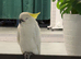 Baby Sulphur-crested & Umbrella Cockatoos