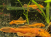 Super red BN pleco breeding pair