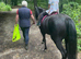 12.2hh pony for part loan near otley