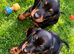 Beautiful Black and Tan boys green and blue eyes.
