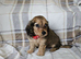 2 beautiful long haired mini dachshunds