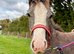 Pretty Welsh C x Cob Filly