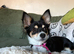 Olive - 6-Month-Old Deer Head Chihuahua - Looking for Her Forever Home