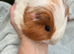 Guinea Pigs - pair of baby brothers
