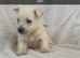 West highland terriers puppy&rsquo;s