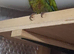 Green cheek conures with dna