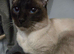 Traditional siamese chocolate point boy stud
