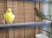 4 canaries