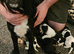 Beautiful Litter of 6 Cocker Spaniel x Sprollie Puppies &ndash; Raised with Family Love