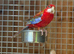 Rosella parrot