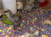 Silkie chicks
