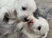 West highland terrier puppies