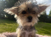 Beautiful wee female Yorkie ready for their forever home