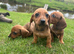 Dachshund dash puppies red dapple