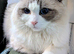 Pure ragdoll cats