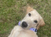 Beautiful Yellow Labrador for Sale – Malibu (19 Months Old)