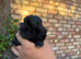 Baby Bunnies!