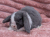 Mini lop