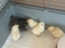 Day old chicks
