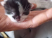 3week old kitten