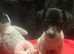 Rare natural bobtailed miniature Jack Russell
