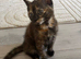 2 kittens available