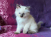 Beautiful Ragdoll Kittens