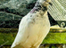 White pigeon
