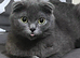 4 Beautiful Scottish Fold Kittens
