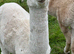 3 Yearling Pet Boy Alpacas