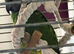 Beautiful Senegal Parrot - Looking for a New Home