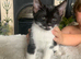 8 weeks old kitten