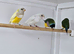2025/2026 gouldian finches