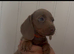 Miniature dachshunds
